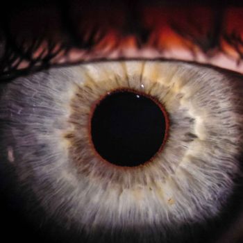 Iris Auge 8